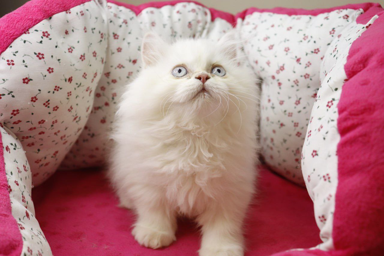 بچه گربه پرشین سفید نر