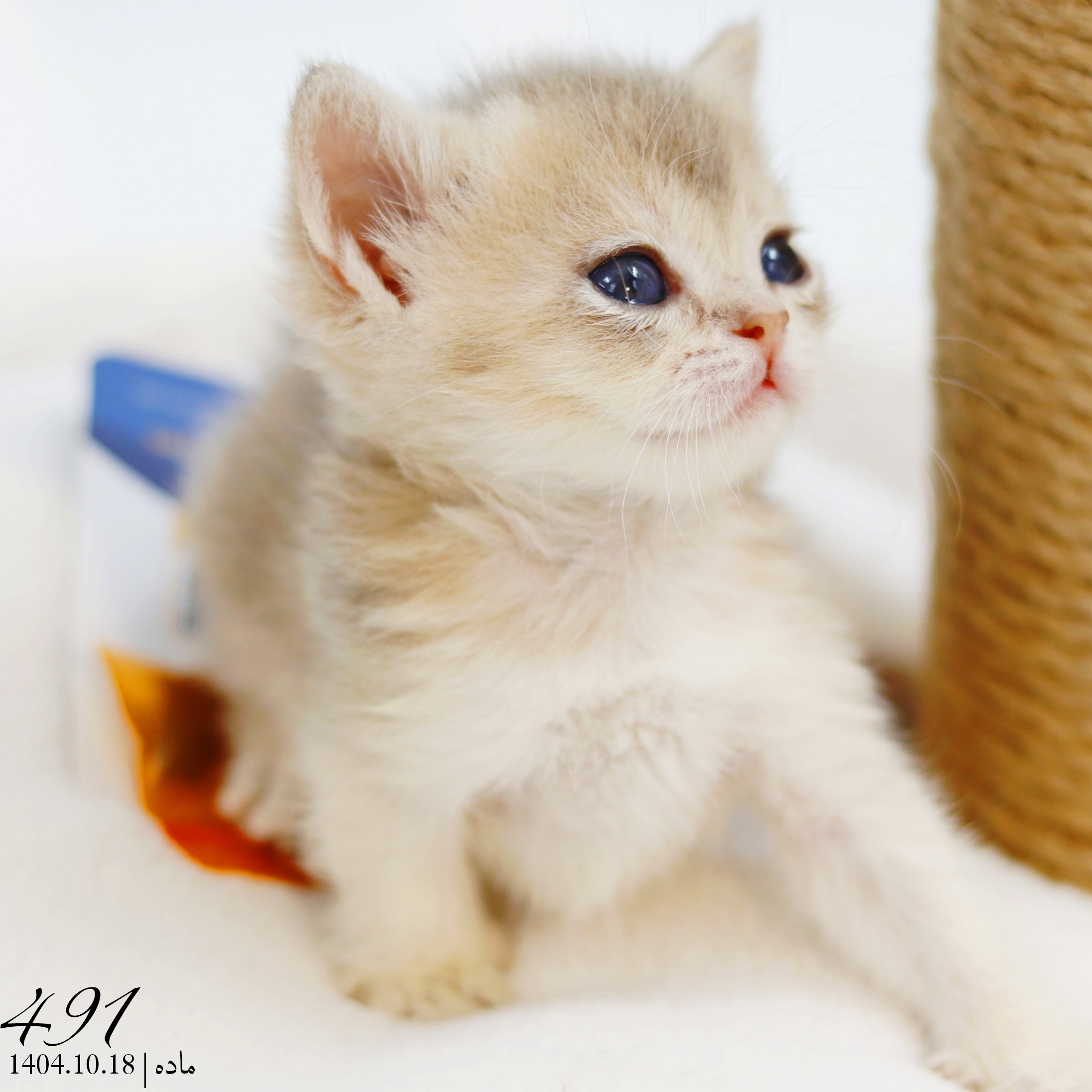 بچه گربه بریتیش بلوگلد ماده 1 بچه گربه بریتیش بلوگلد ماده