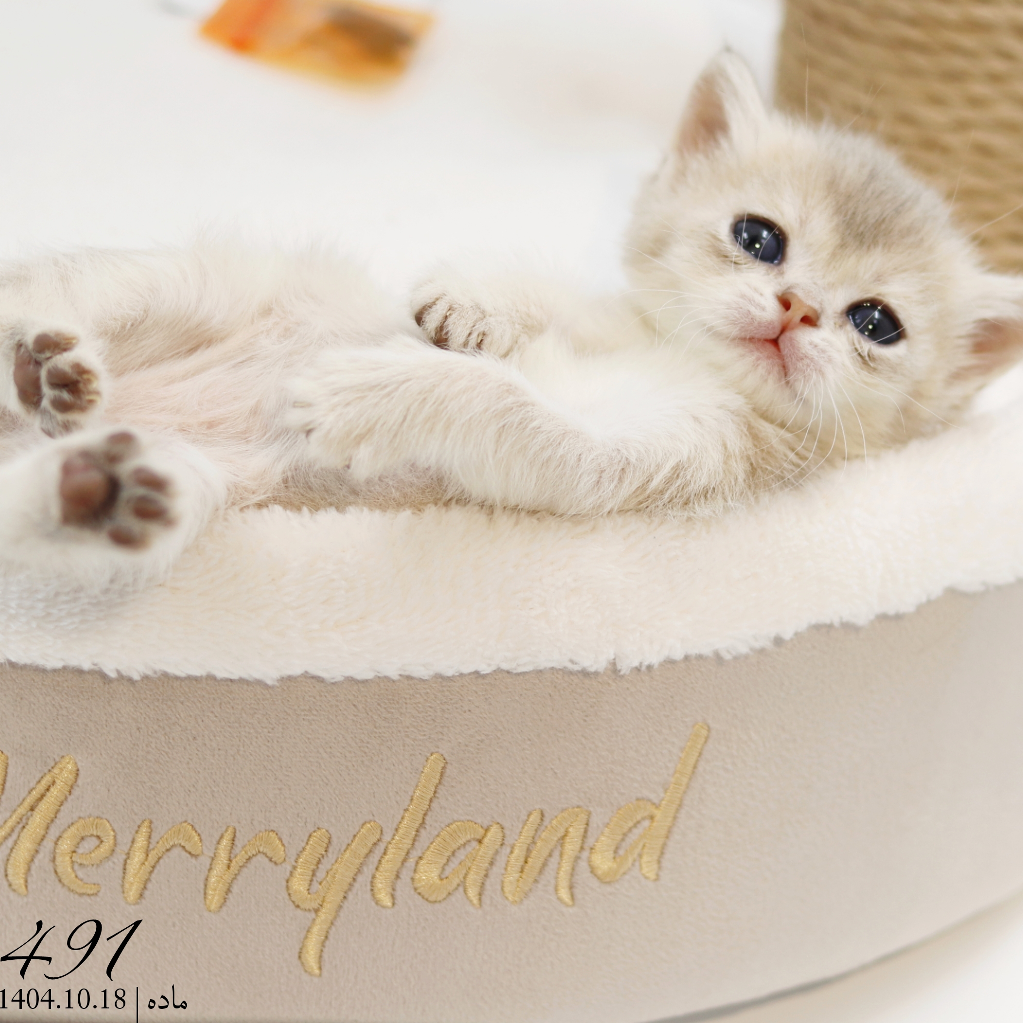 بچه گربه بریتیش بلوگلد ماده 2 بچه گربه بریتیش بلوگلد ماده