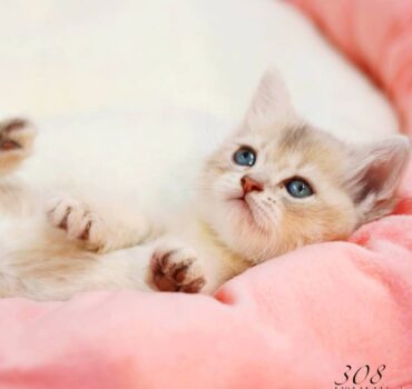 بچه گربه بریتیش بلوگلد ماده