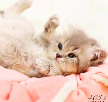 بچه گربه اسکاتیش بلوگلد لانگ‌هیر نر