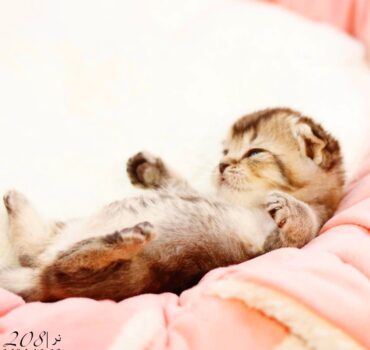 بچه گربه اسکاتیش گلد بلک‌شید نر