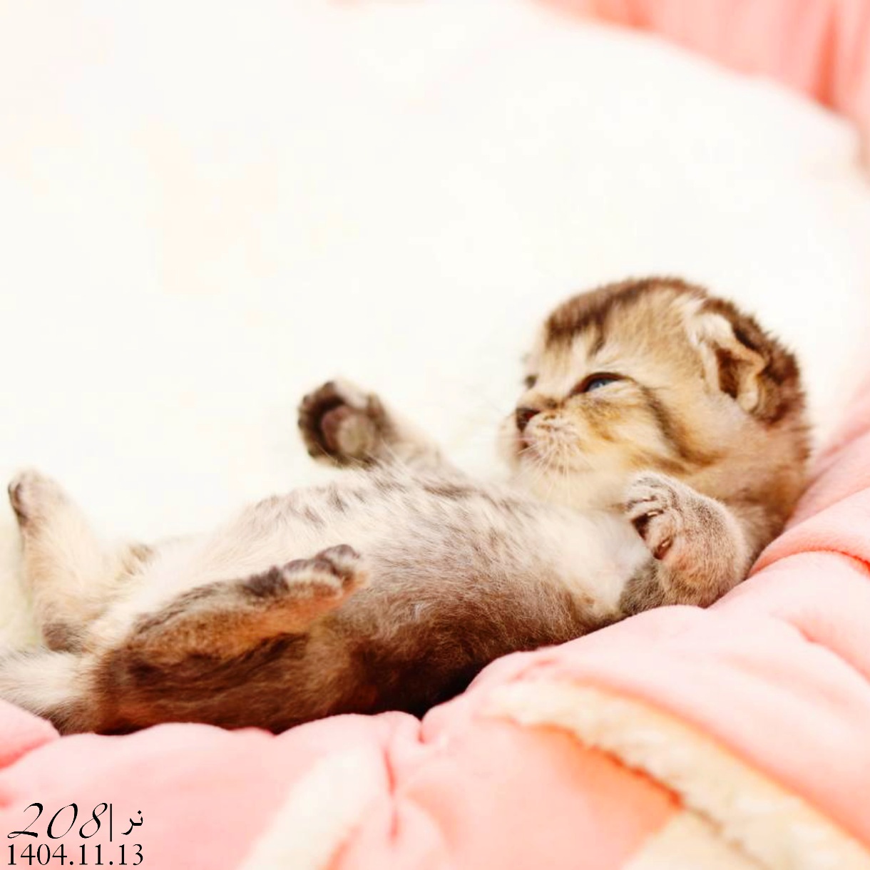 بچه گربه اسکاتیش گلد بلکشید نر 5 بچه گربه اسکاتیش گلد بلکشید نر