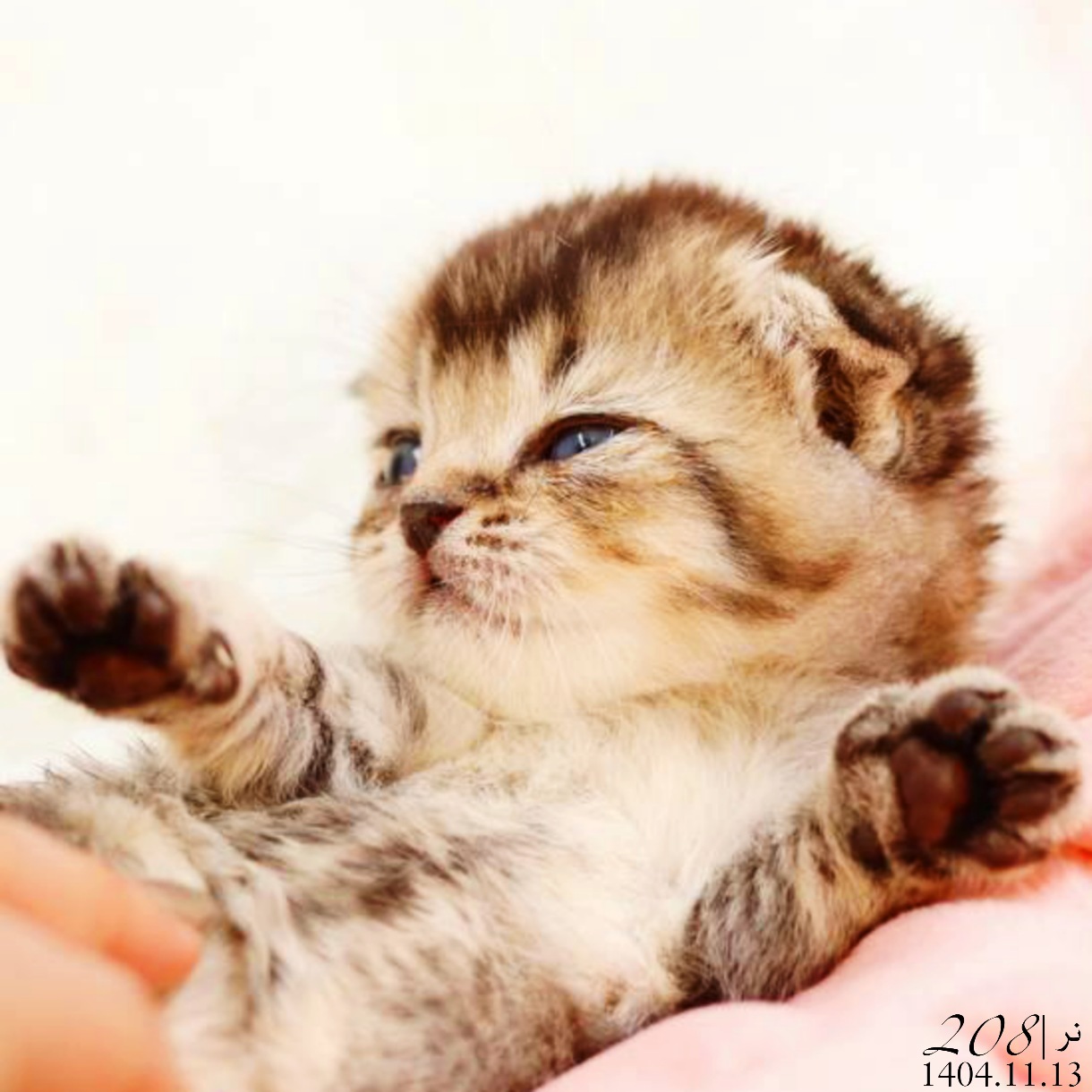 بچه گربه اسکاتیش گلد بلکشید نر 4 بچه گربه اسکاتیش گلد بلکشید نر