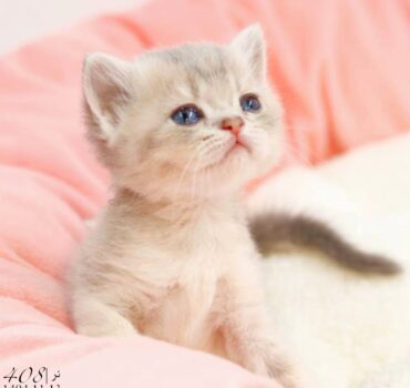 بچه گربه بریتیش بلوگلد نر