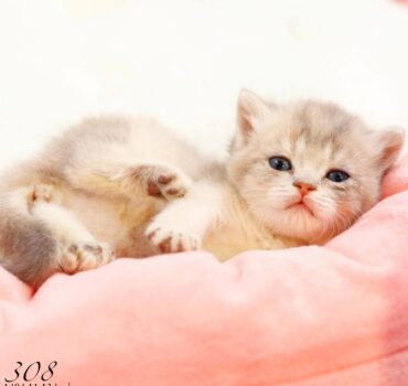 بچه گربه بریتیش بلوگلد ماده