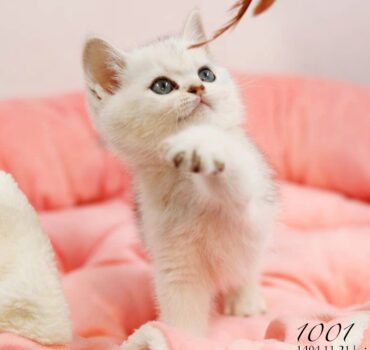 بچه گربه بریتیش سیلور نر