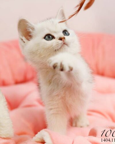 بچه گربه بریتیش سیلور نر