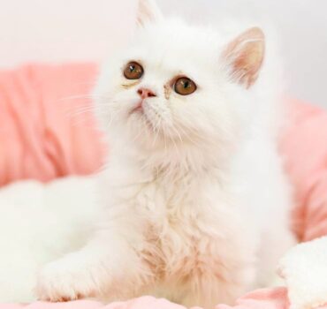 بچه گربه پرشین سفید نر