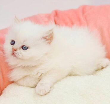 بچه گربه پرشین سفید نر