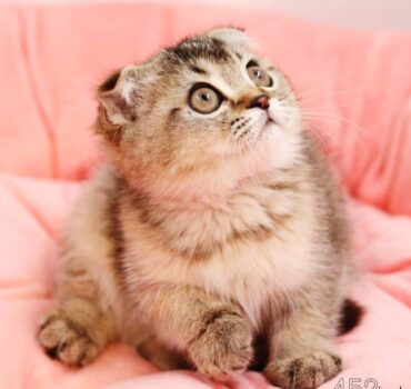 بچه گربه اسکاتیش گلد بلک‌شید ماده