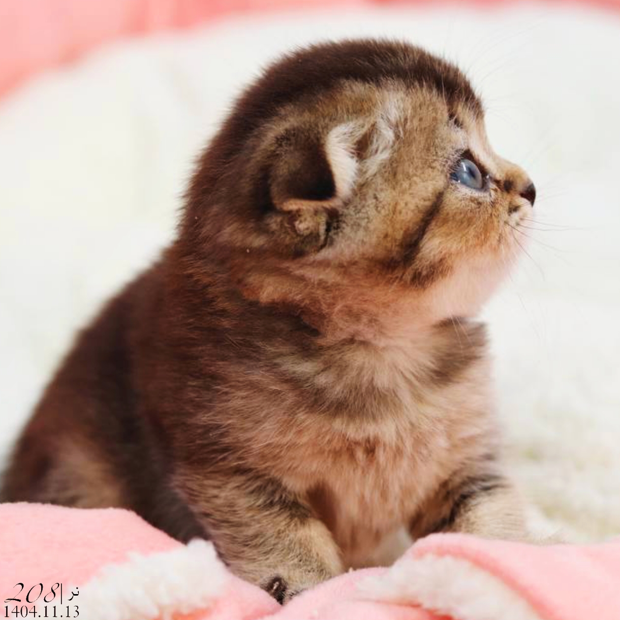 بچه گربه اسکاتیش گلد بلکشید نر 3 بچه گربه اسکاتیش گلد بلکشید نر