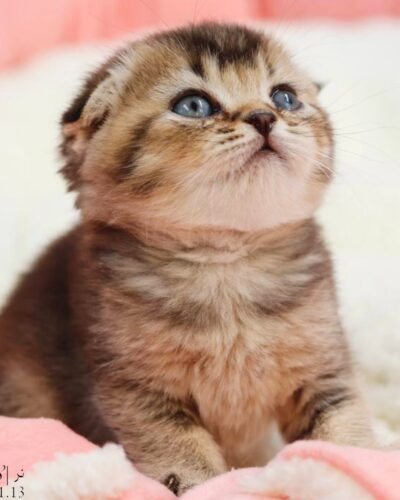 بچه گربه اسکاتیش گلد بلک‌شید نر