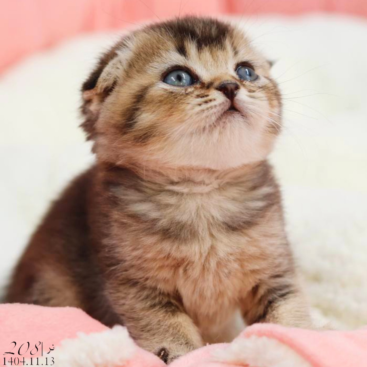 بچه گربه اسکاتیش گلد بلکشید نر 1 بچه گربه اسکاتیش گلد بلکشید نر