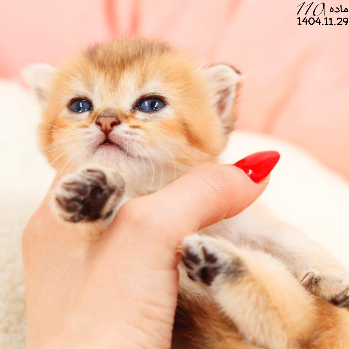 بچه گربه اسکاتیش گلد NY24 ماده 3 بچه گربه اسکاتیش گلد NY24 ماده