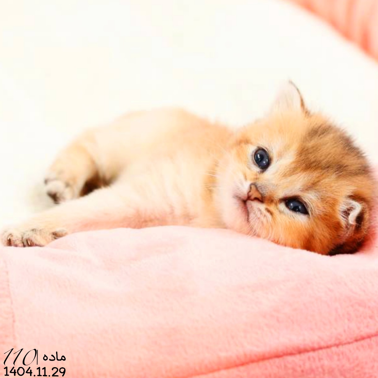 بچه گربه اسکاتیش گلد NY24 ماده 2 بچه گربه اسکاتیش گلد NY24 ماده