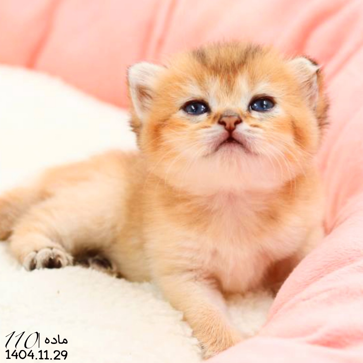 بچه گربه اسکاتیش گلد NY24 ماده 1 بچه گربه اسکاتیش گلد NY24 ماده