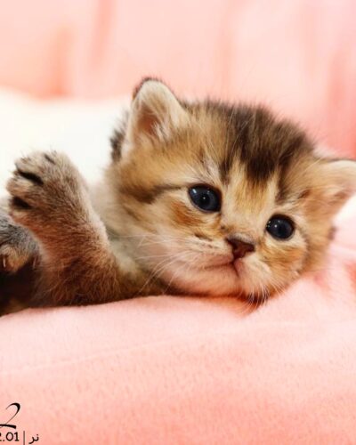 بچه گربه بریتیش گلد بلک‌شید نر