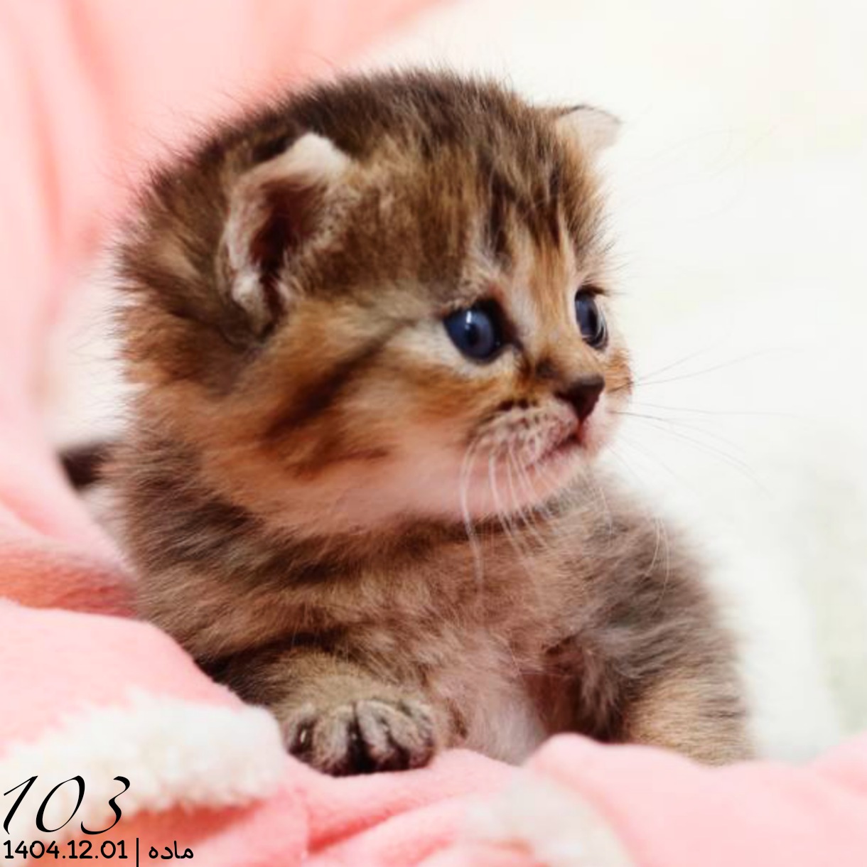 بچه گربه اسکاتیش گلد بلکشید ماده 2 بچه گربه اسکاتیش گلد بلکشید ماده