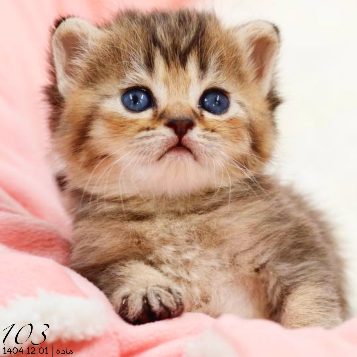 بچه گربه اسکاتیش گلد بلکشید ماده 3 بچه گربه اسکاتیش گلد بلکشید ماده