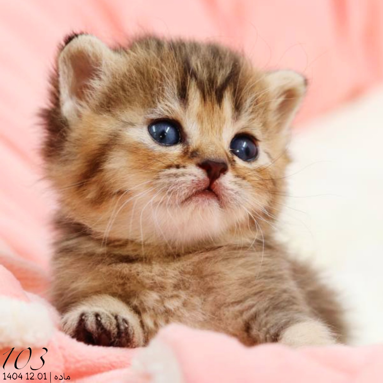 بچه گربه اسکاتیش گلد بلکشید ماده 1 بچه گربه اسکاتیش گلد بلکشید ماده