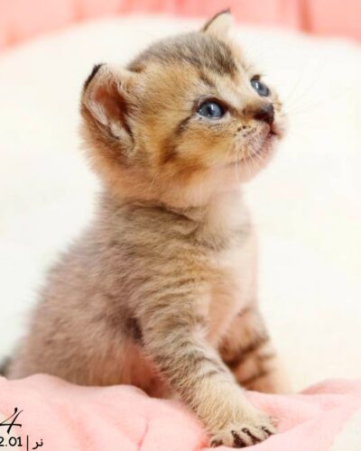 بچه گربه بریتیش گلد بلک‌شید نر