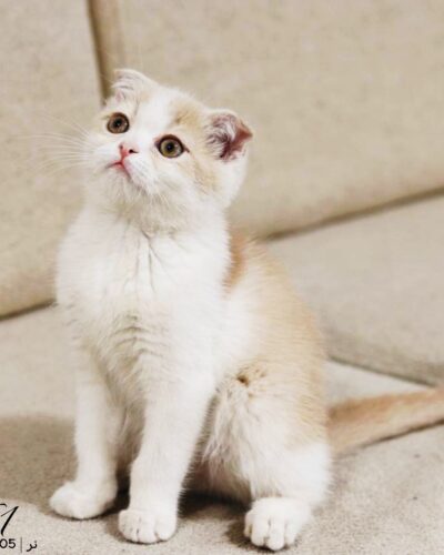 خانه 12 بچه گربه اسکاتیش بایکالر نر