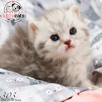 بچه گربه بریتیش سیلور ماده