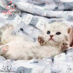 بچه گربه بریتیش سیلور ماده