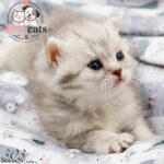 بچه گربه بریتیش سیلور ماده
