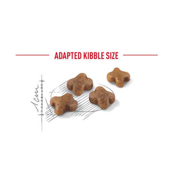 غذای خشک بچه گربه رویال کنین کیتن Royal Canin Kitten 1 غذای خشک بچه گربه رویال کنین کیتن Royal Canin Kitten