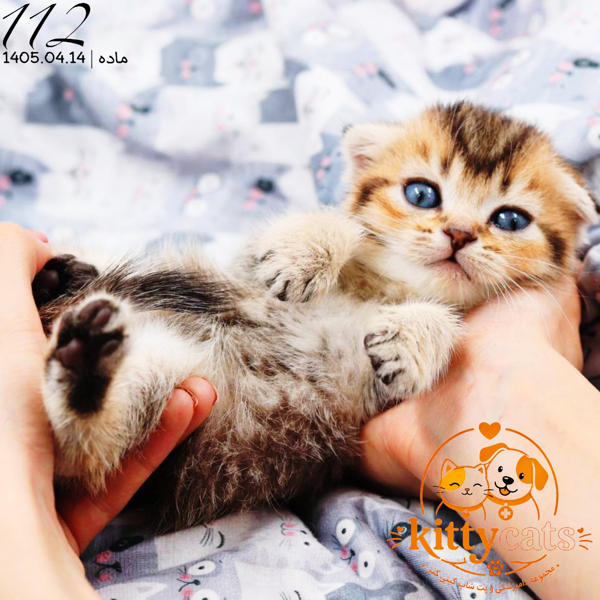 بچه گربه اسکاتیش گلد بلک‌شید ماده