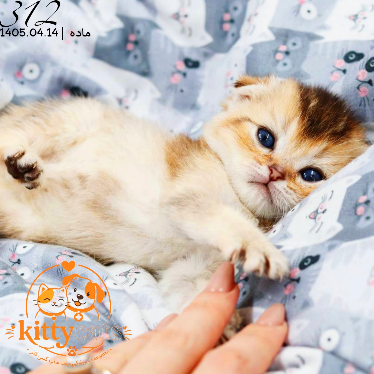 بچه گربه اسکاتیش گلد ماده