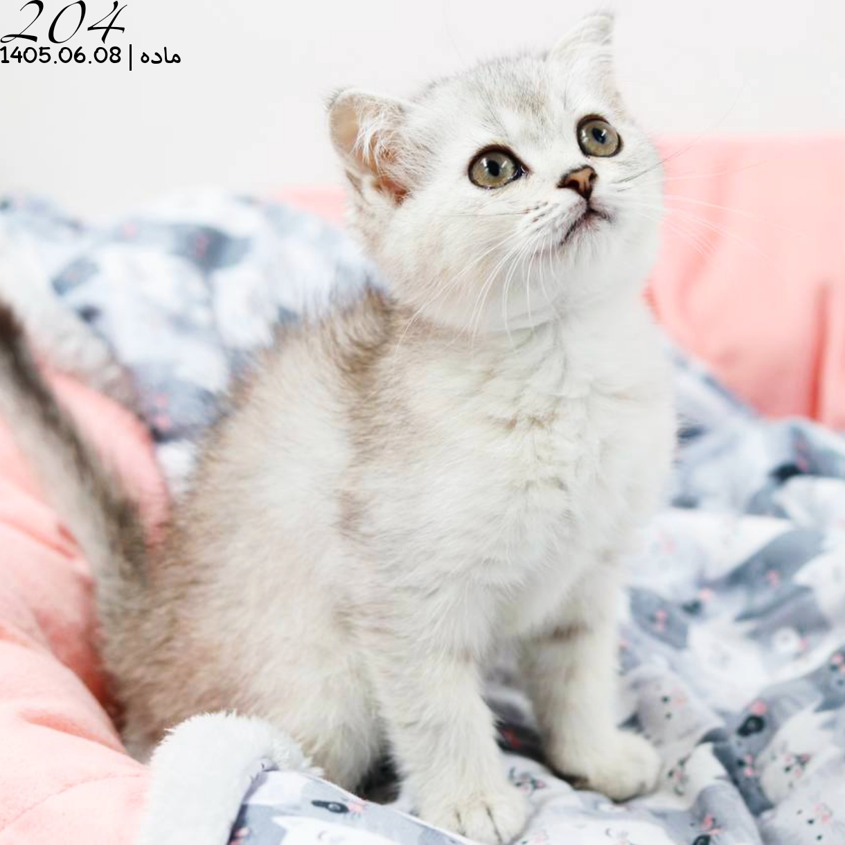 بچه گربه بریتیش سیلور ماده بچه گربه بریتیش سیلور ماده
