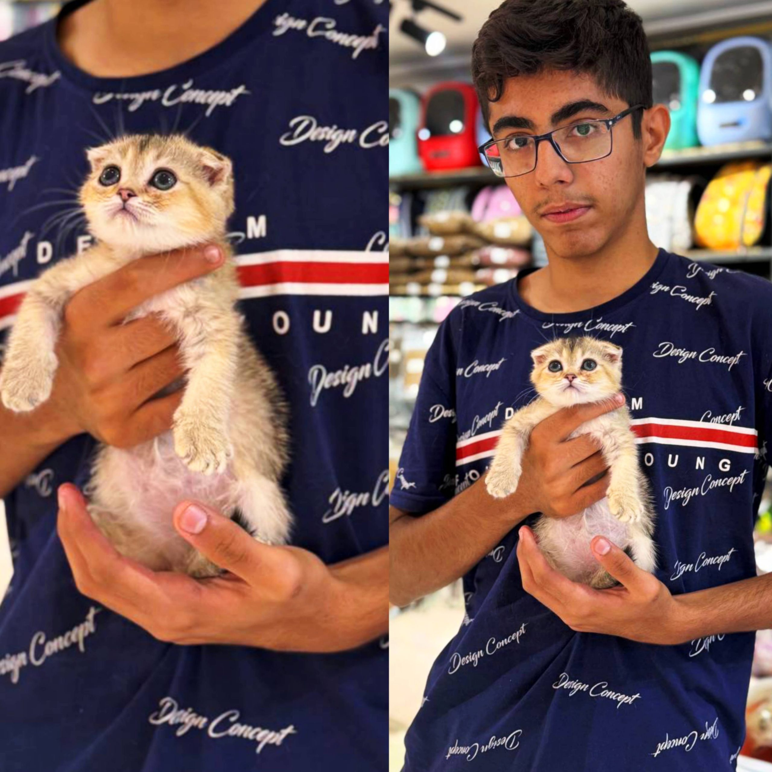 بچه گربه اسکاتیش گلد ماده بچه گربه اسکاتیش گلد ماده