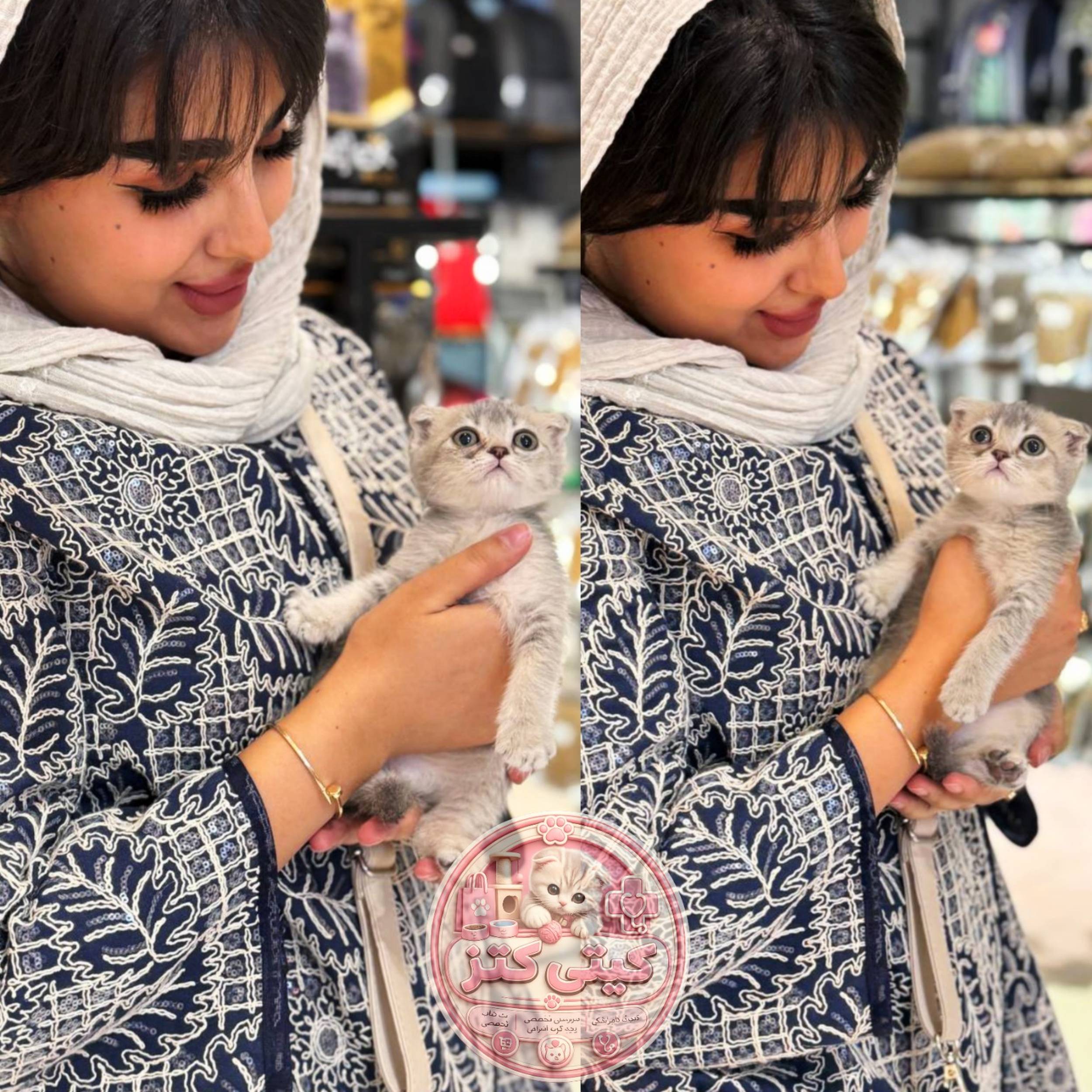 بچه گربه اسکاتیش بلوگلد نر