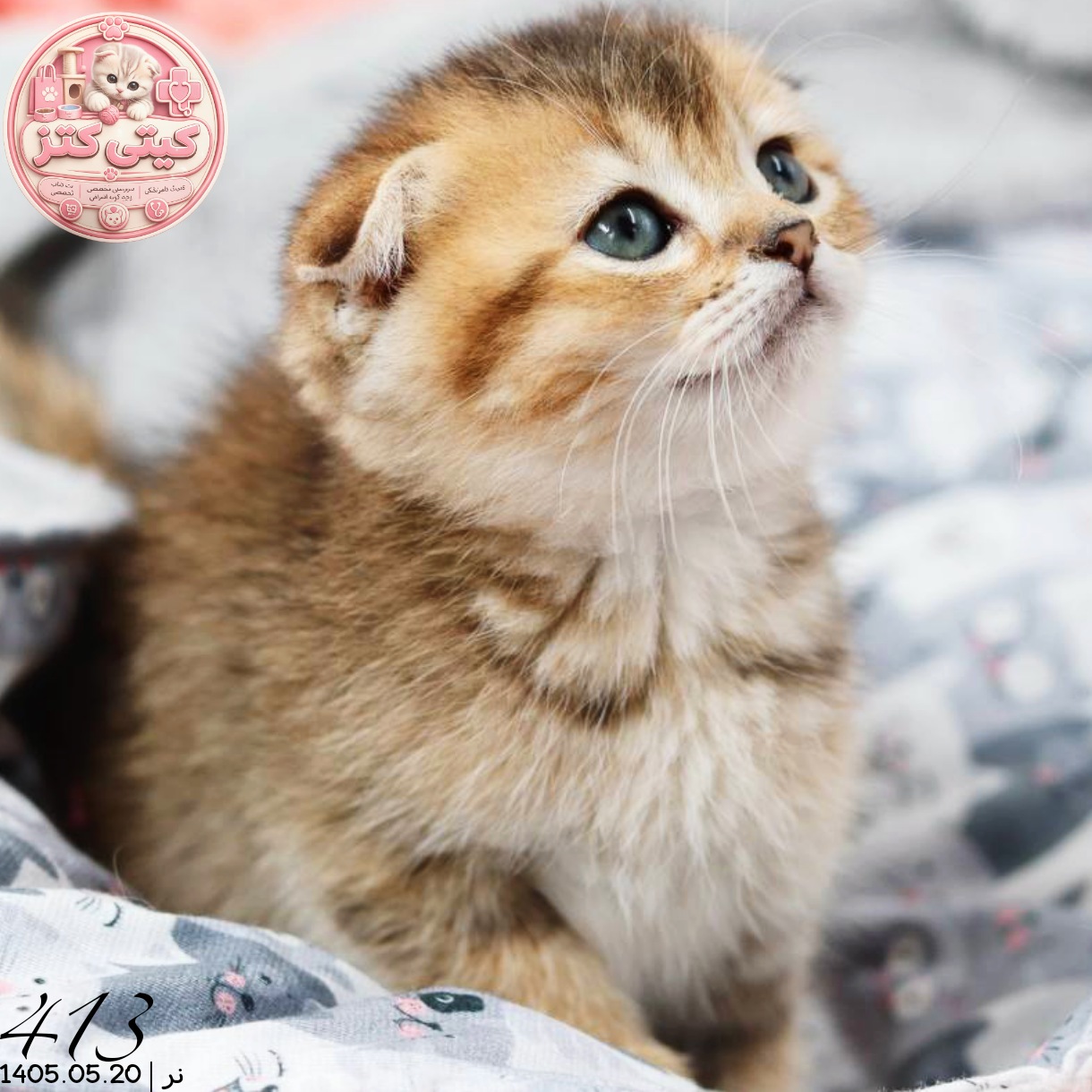 بچه گربه اسکاتیش گلد نر