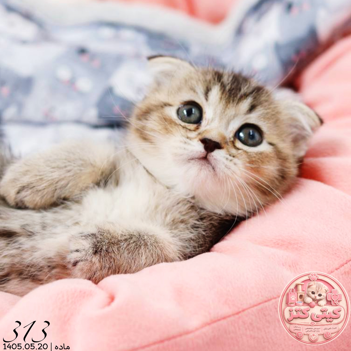 بچه گربه اسکاتیش گلد بلک‌شید ماده