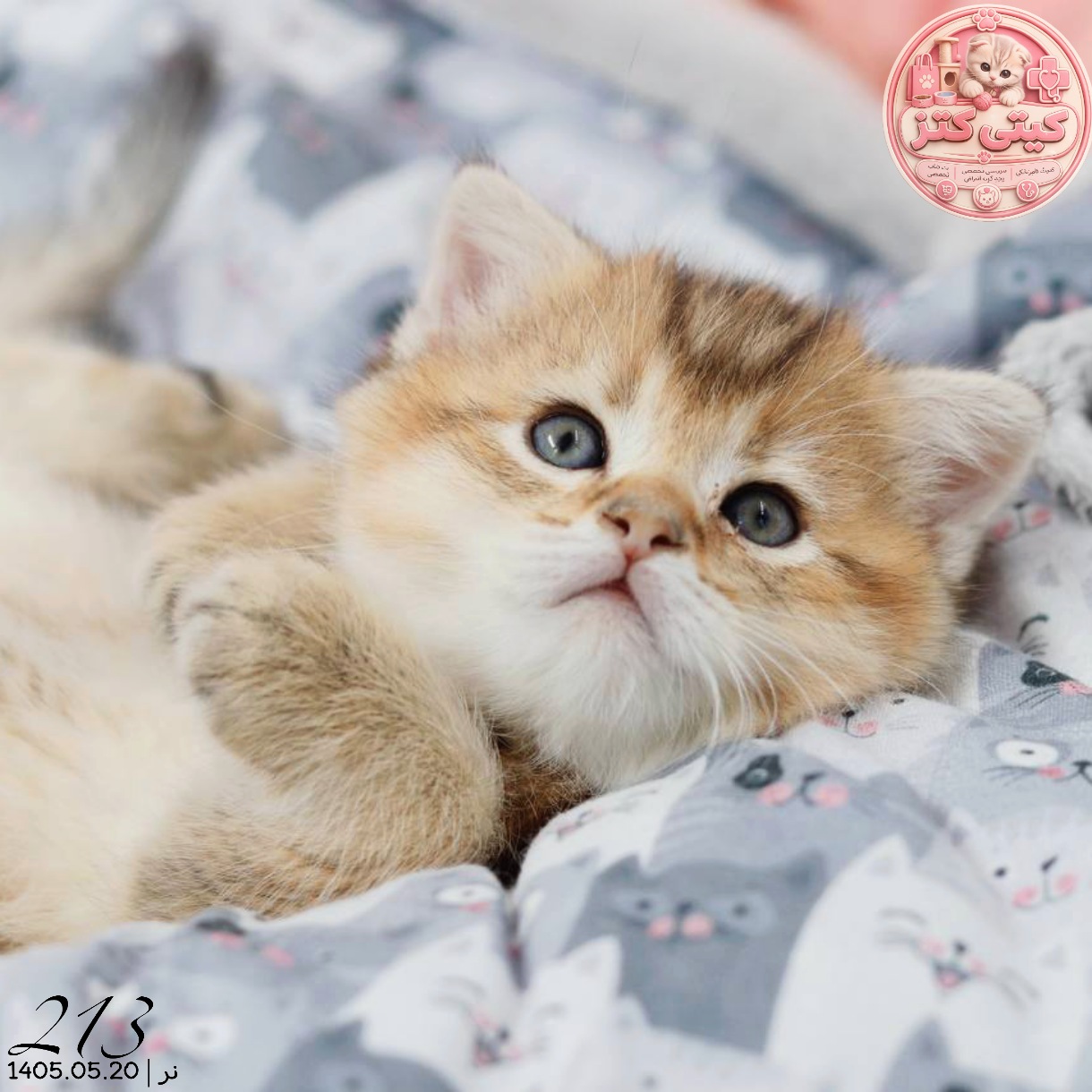 بچه گربه اسکاتیش گلد نر