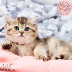 بچه گربه بریتیش گلد بلک‌شید ماده