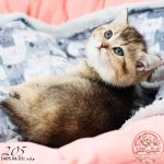 بچه گربه بریتیش گلد بلک‌شید ماده
