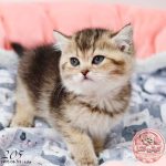 بچه گربه بریتیش گلد بلک‌شید ماده