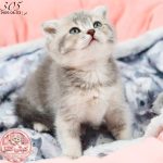 بچه گربه اسکاتیش بلوگلد نر