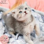 بچه گربه اسکاتیش بلوگلد نر
