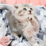 بچه گربه اسکاتیش بلوگلد نر